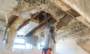 Best Post-Construction Mold Inspection  in Terrace Park, OH